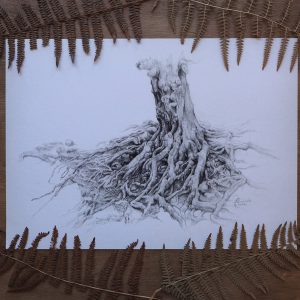 Raíces de una vieja haya ~ Print